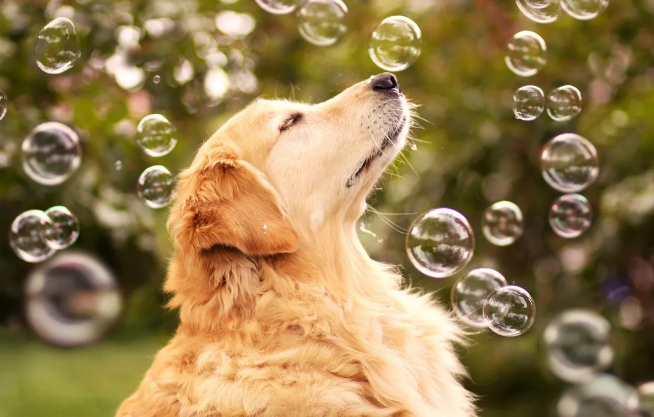 Photo wallpaper bubbles, each, dog