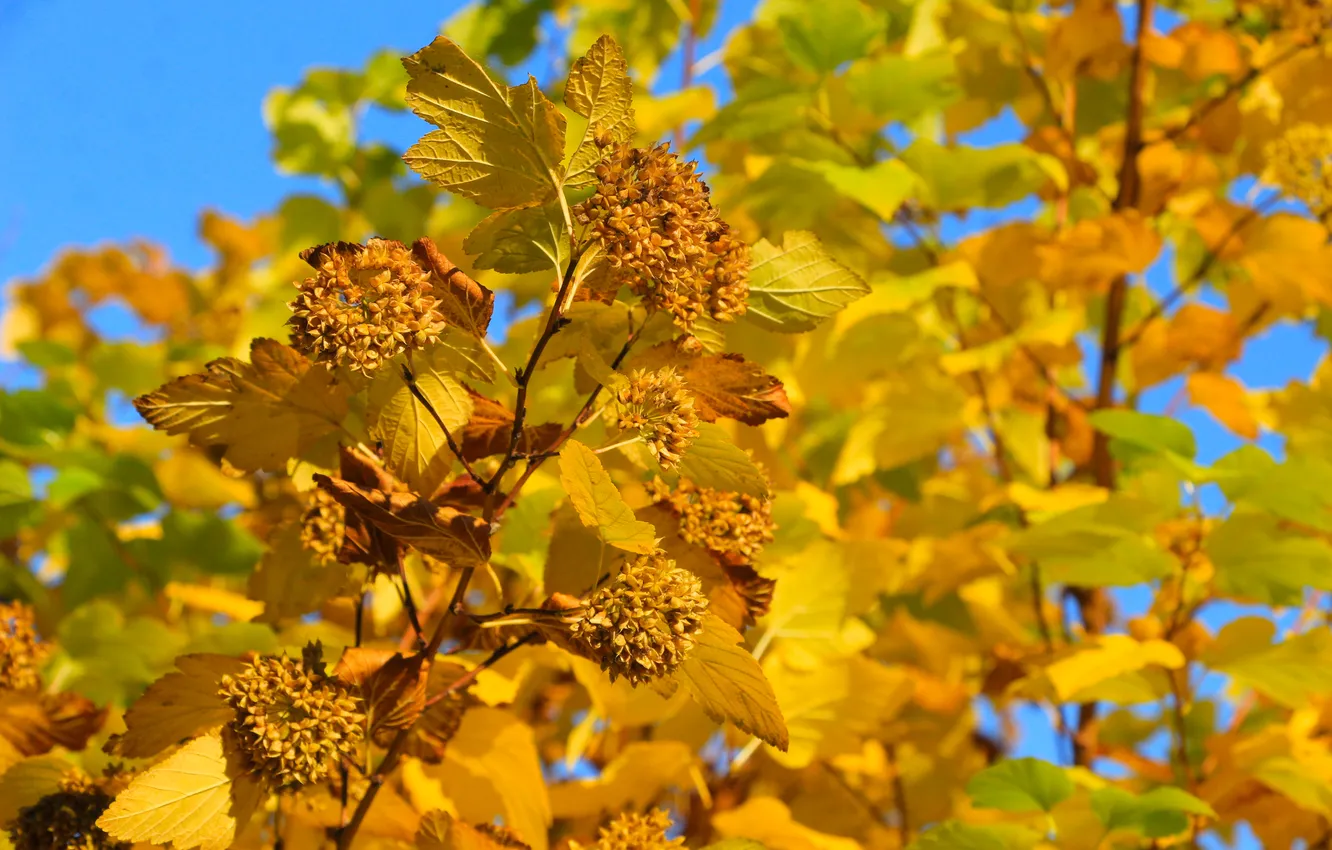 Photo wallpaper yellow, autumn, leafs, fall, twig