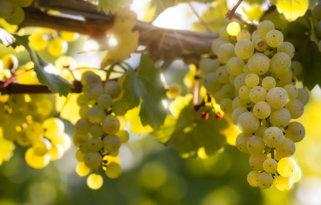 Photo wallpaper leaves, rays, light, green, grapes, bunches, hanging, bokeh