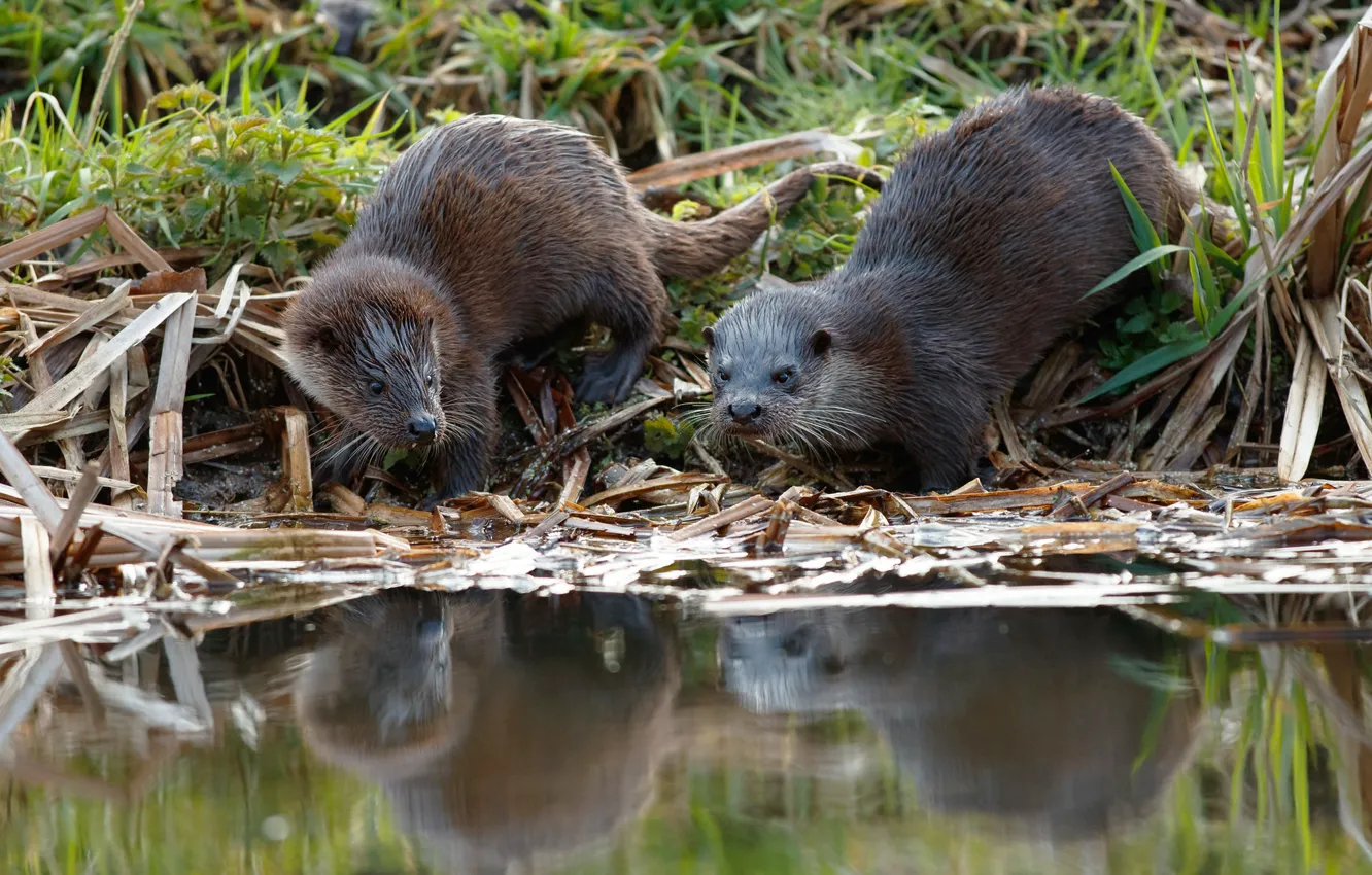 Photo wallpaper grass, pond, reflection, shore, two, a couple, pond, otter
