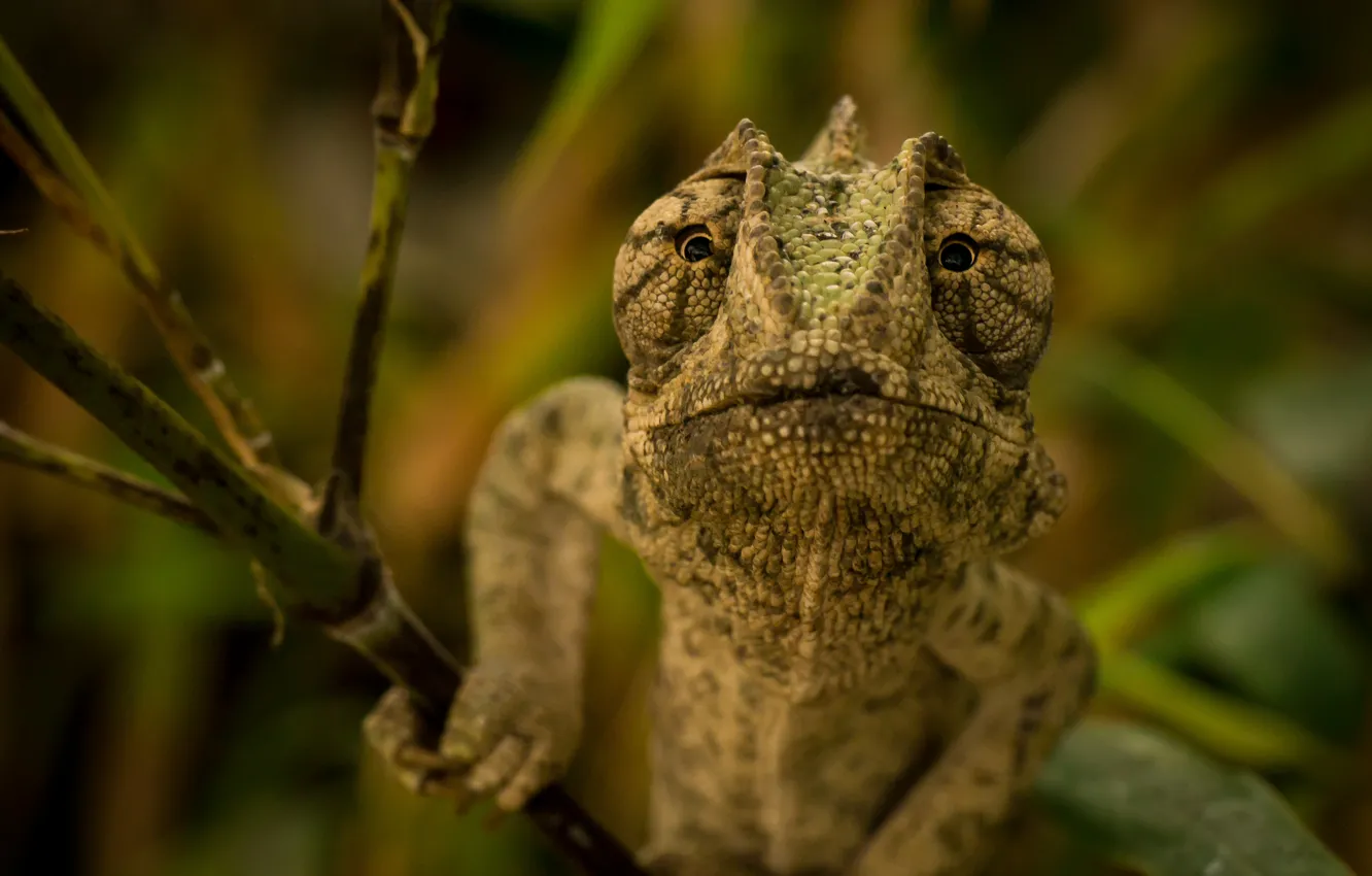 Photo wallpaper eyes, branch, lizard, chameleon