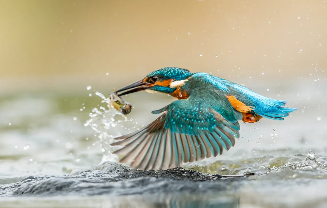 Photo wallpaper squirt, bird, wings, Kingfisher