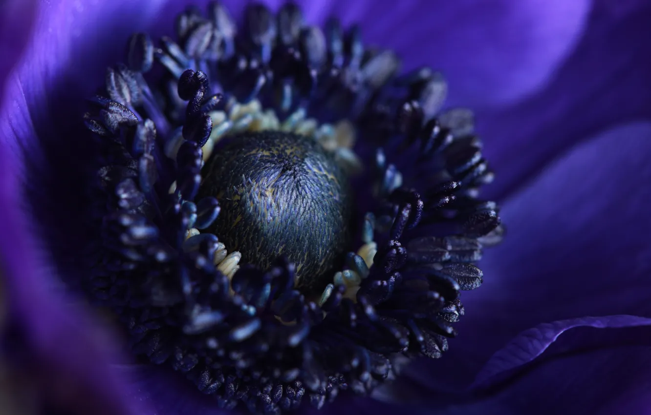 Photo wallpaper purple, macro, flowers, petals, stamens, anemones