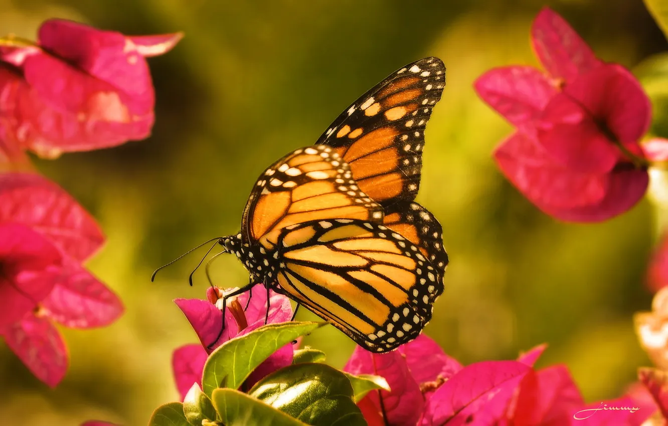 Photo wallpaper flowers, butterfly, monarch