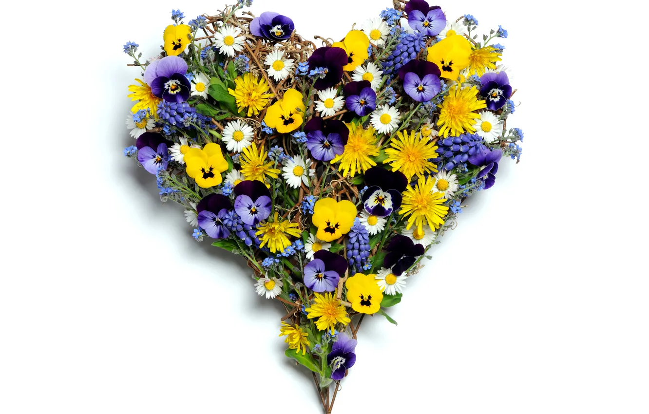 Photo wallpaper flowers, photo, heart, chamomile, bouquet, Pansy, Valentine's day