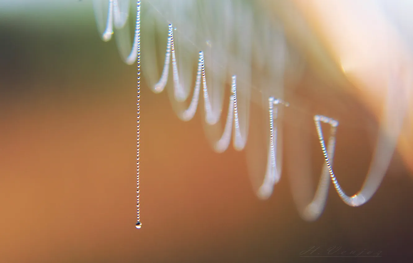Photo wallpaper drops, macro, gossamer