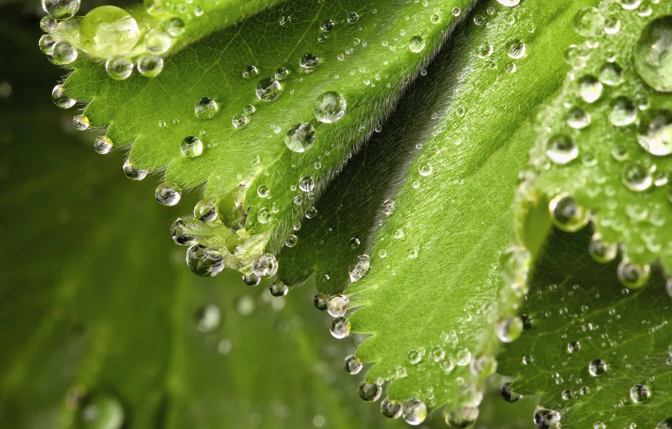 Photo wallpaper leaves, drops, macro, green, foliage, spring, hairs, velvet