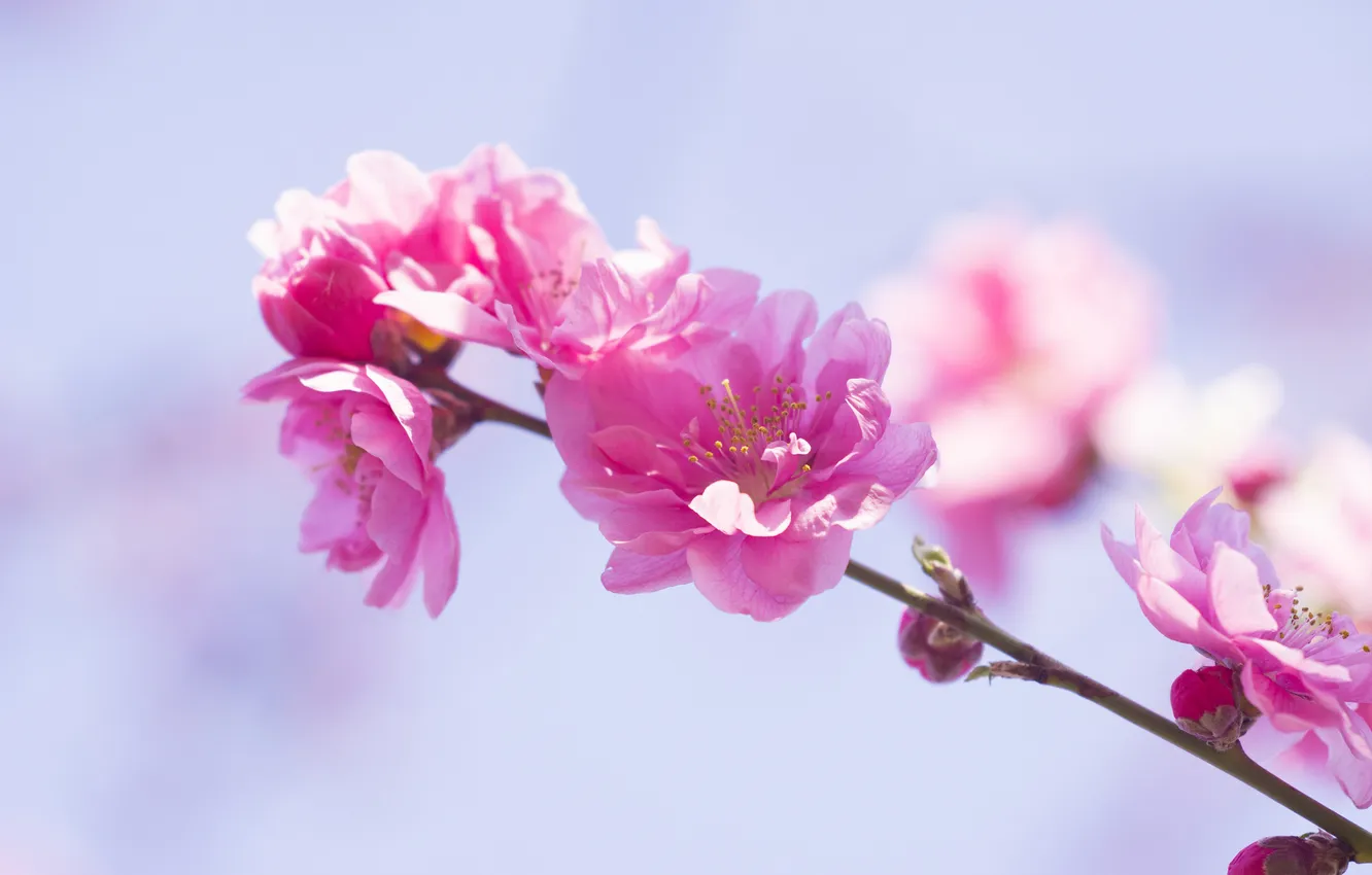 Photo wallpaper flowers, branches, spring, flowering, pink flowers
