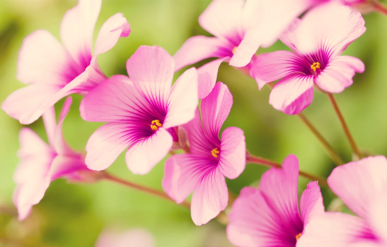 Photo wallpaper flowers, petals, pastel, pink