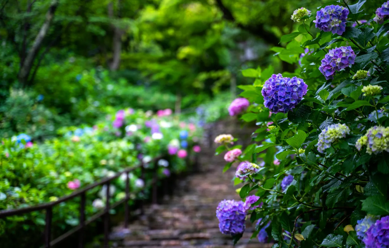 Photo wallpaper summer, flowers, garden, the bushes, hydrangea