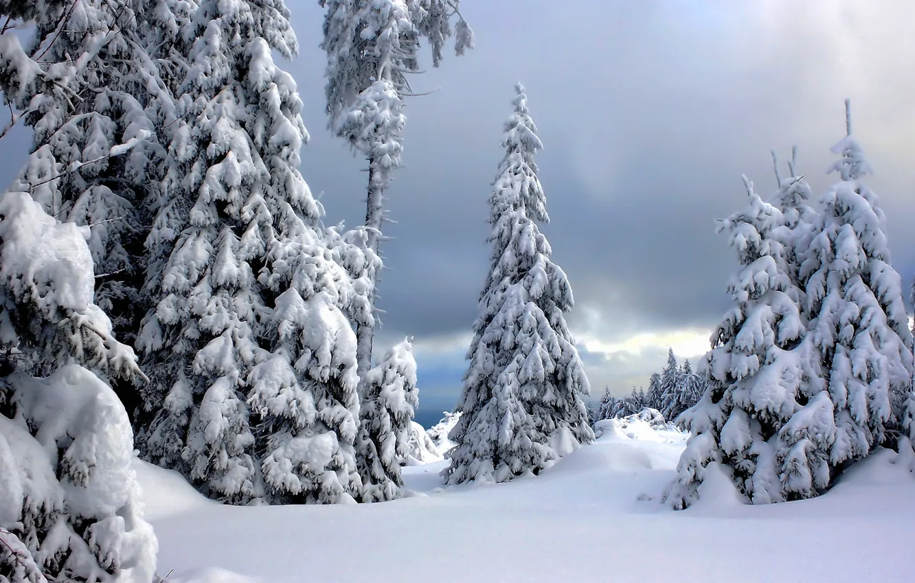 Photo wallpaper winter, snow, trees, Germany, Germany, The Harz national Park, Harz National Park