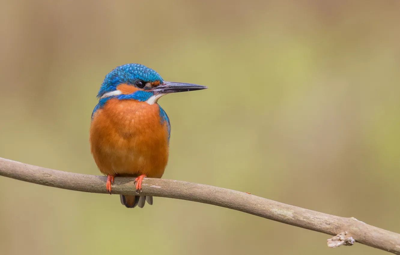 Photo wallpaper bird, eye, branch, kingfisher