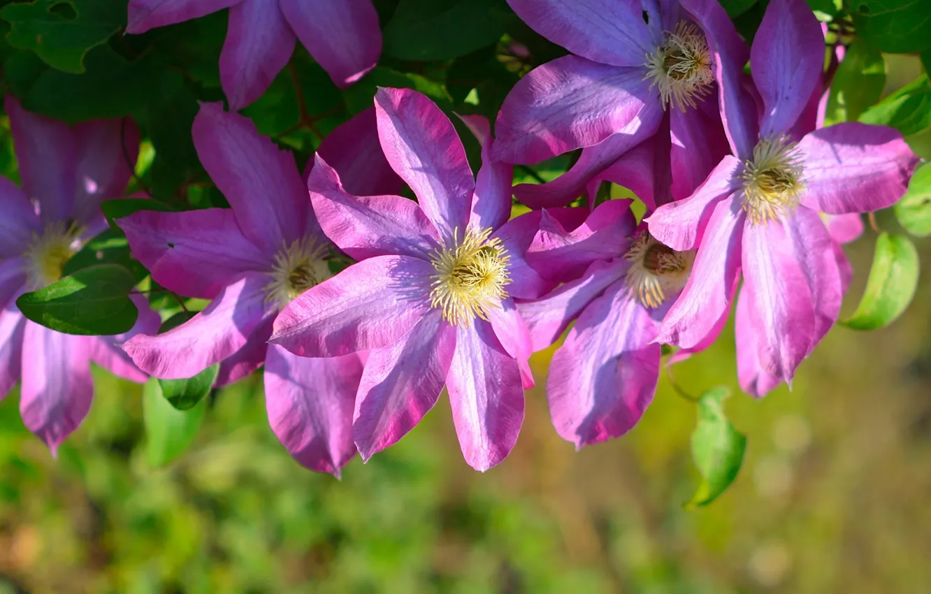 Photo wallpaper purple, clematis, clematis