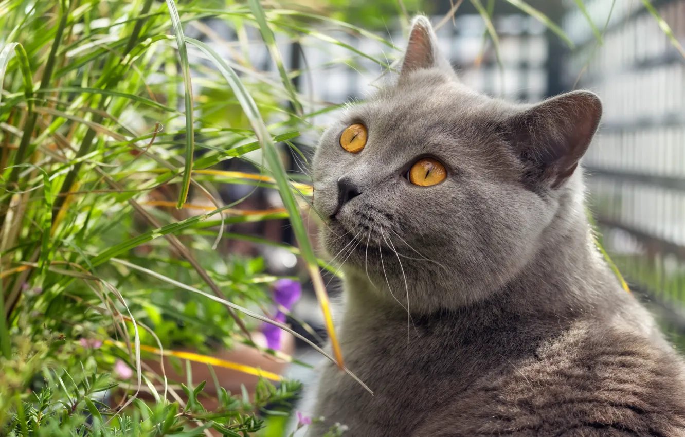 Photo wallpaper cat, grass, cat, look, face, pose, grey, portrait