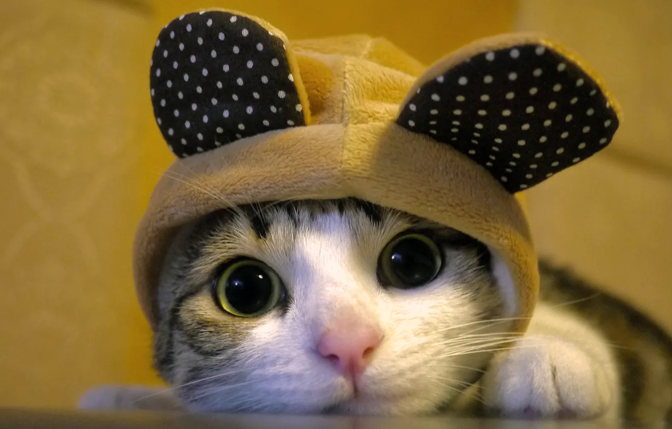Photo wallpaper cat, cat, hat, muzzle