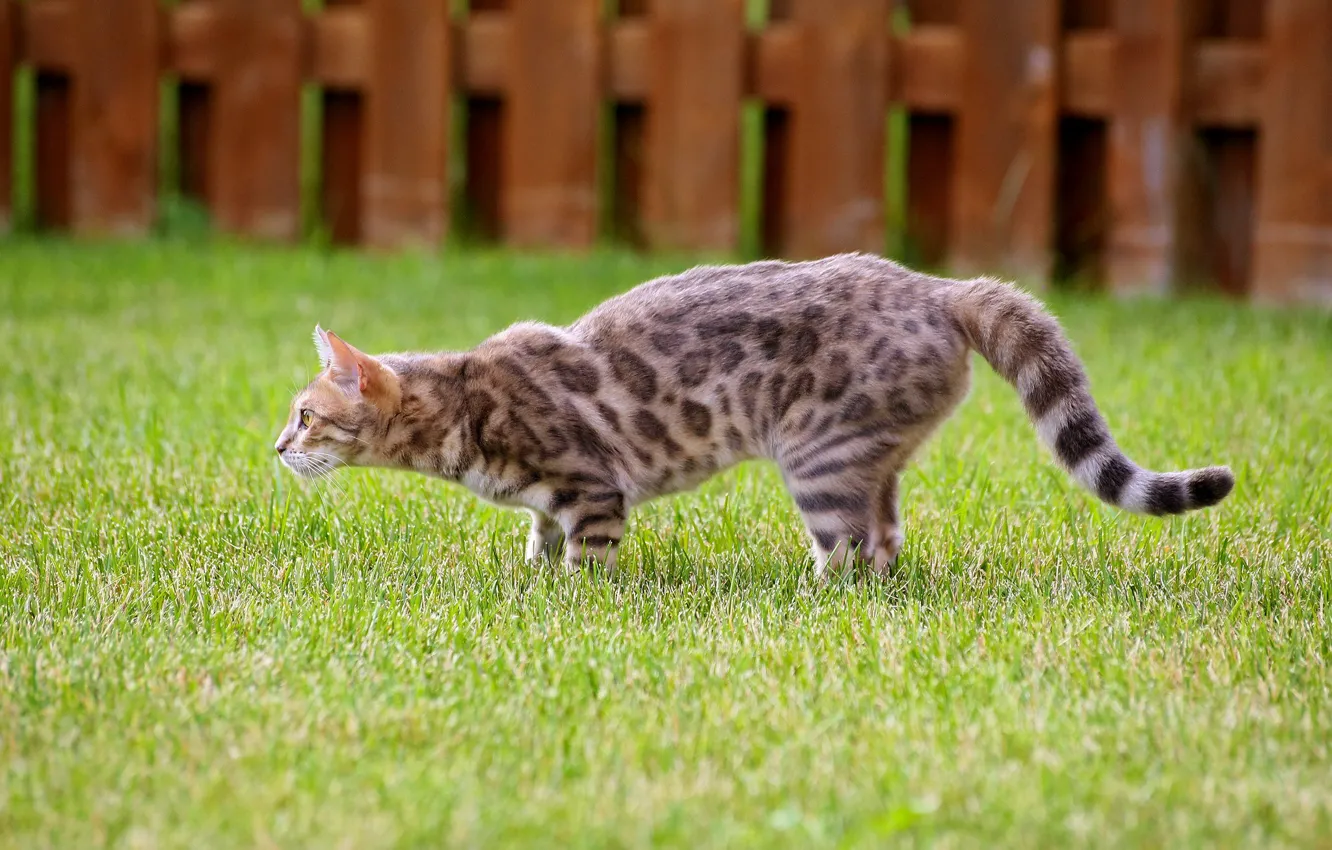 Photo wallpaper cat, lawn, watching, following