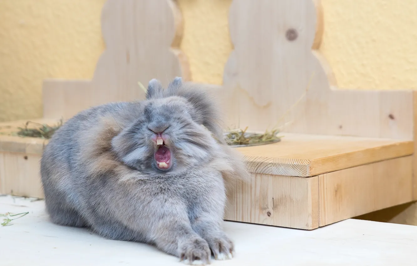 Photo wallpaper teeth, wool, rabbit, yawns, funny
