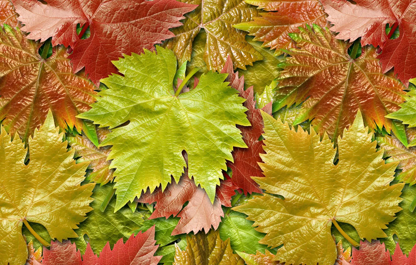 Photo wallpaper autumn, leaves, grapes