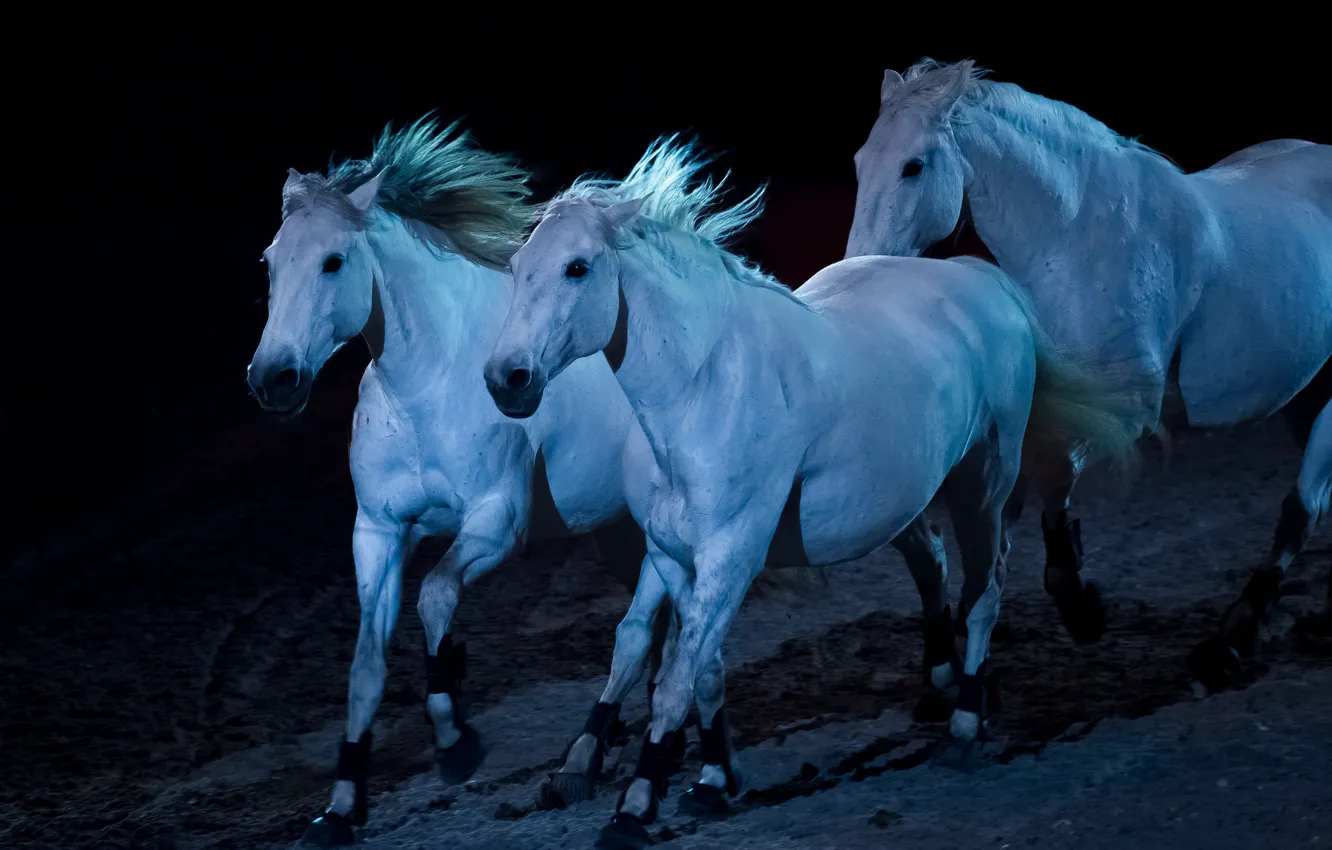 Photo wallpaper light, night, horse, the herd