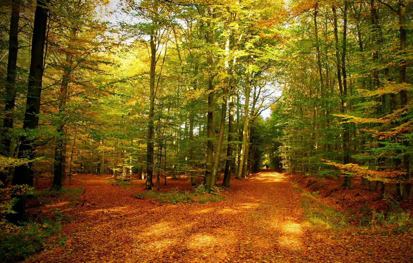 Photo wallpaper autumn, forest, leaves, trees, nature, photo, trail