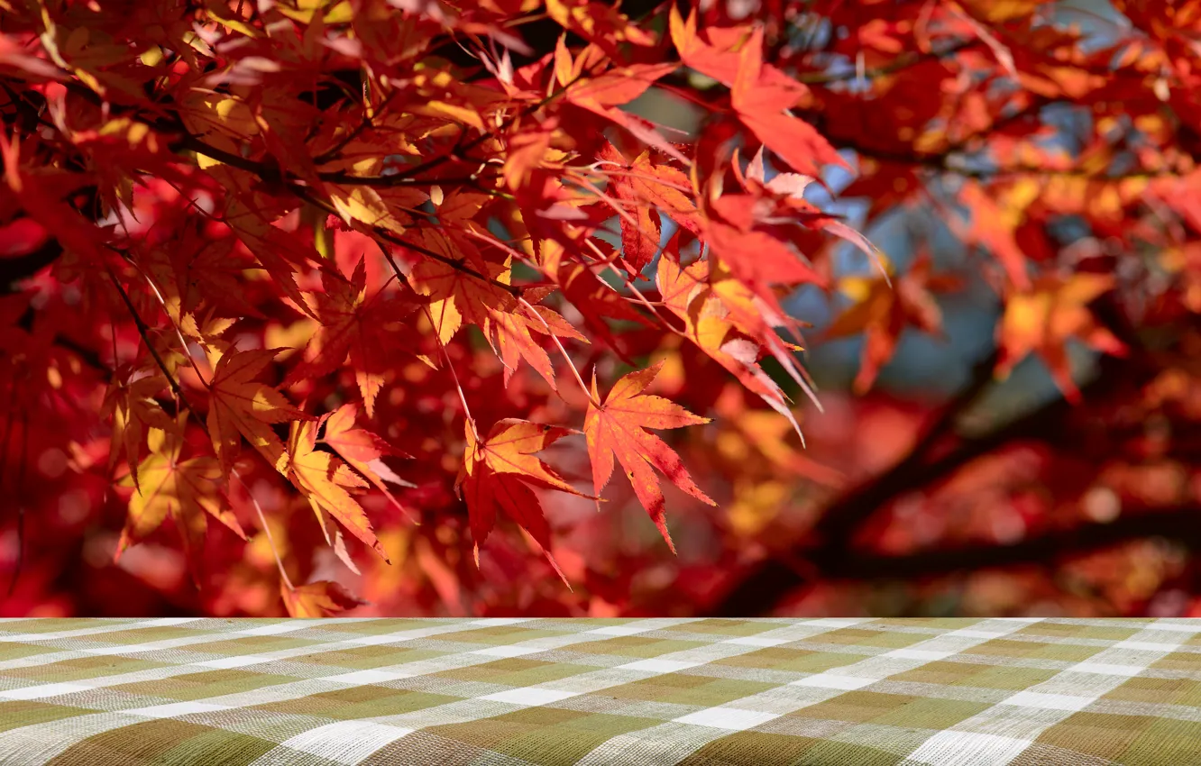 Photo wallpaper autumn, leaves, tree, colorful, red, maple, autumn, leaves