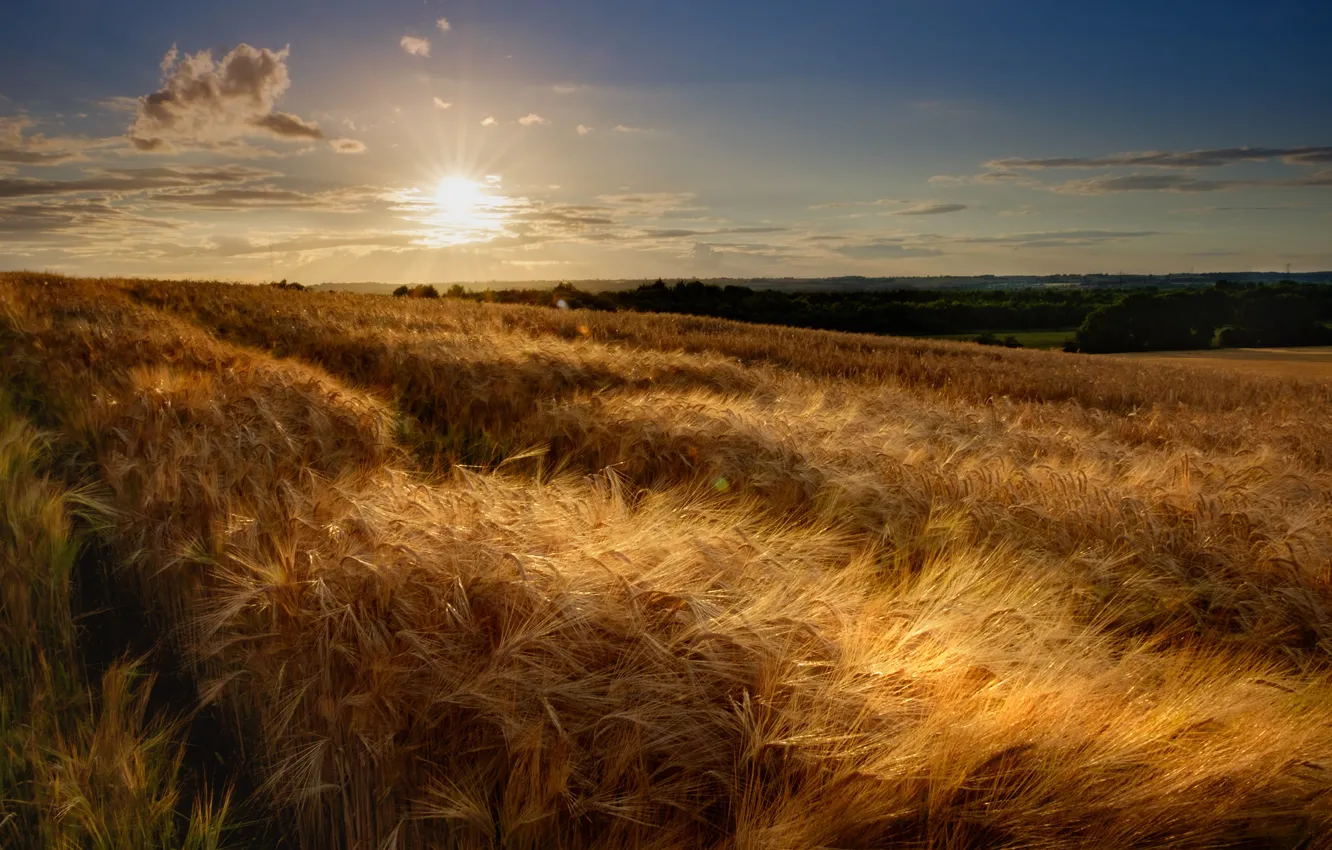 Photo wallpaper ears, field, sunset