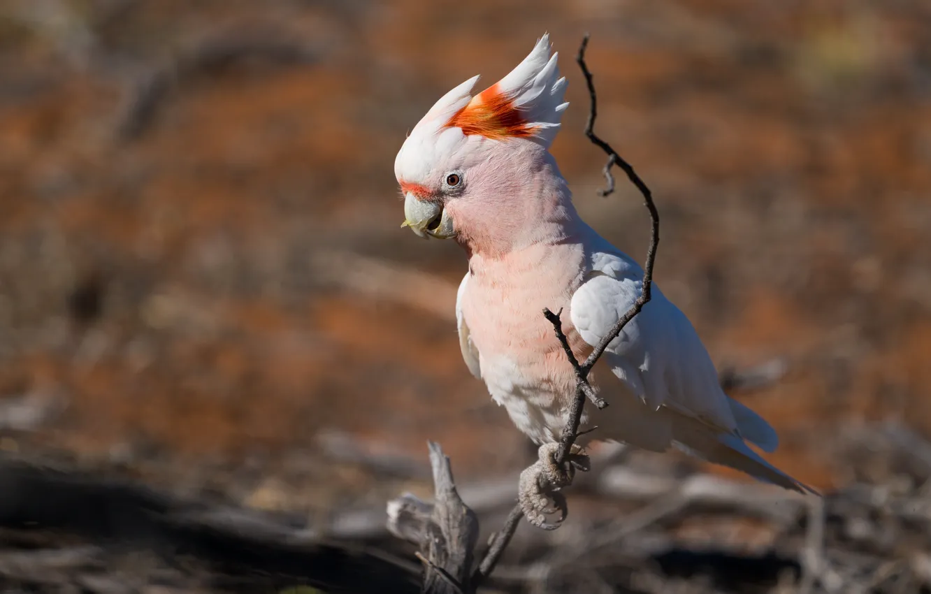 Photo wallpaper branches, parrot, pink, cockatoo