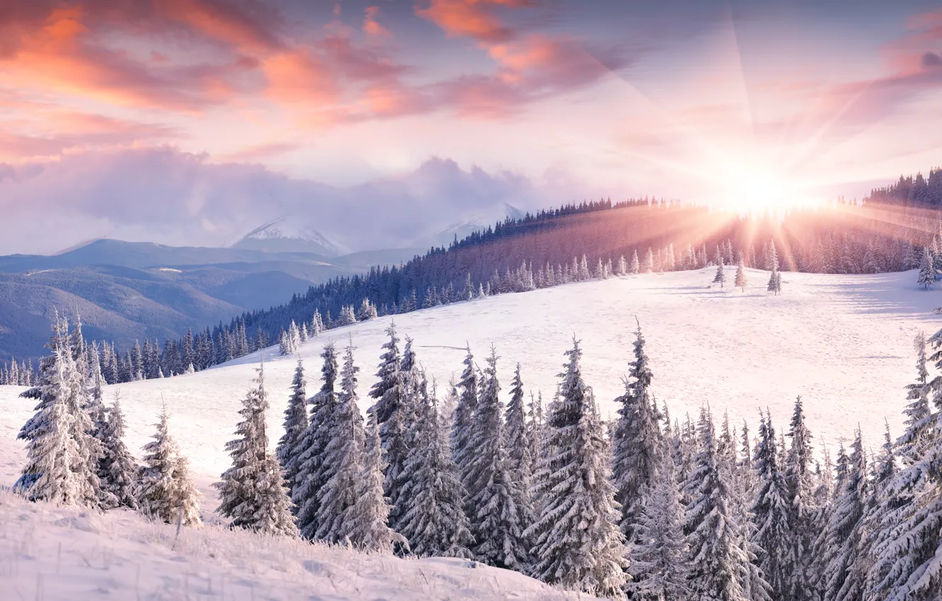 Photo wallpaper winter, the sun, snow, mountains, dawn, tree