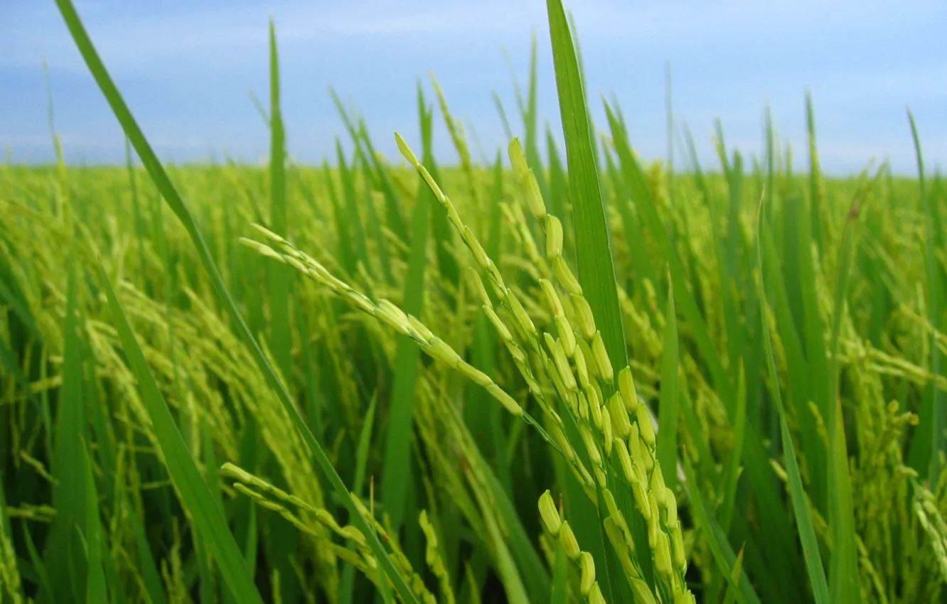 Photo wallpaper green, nature, food, landscapes, rice
