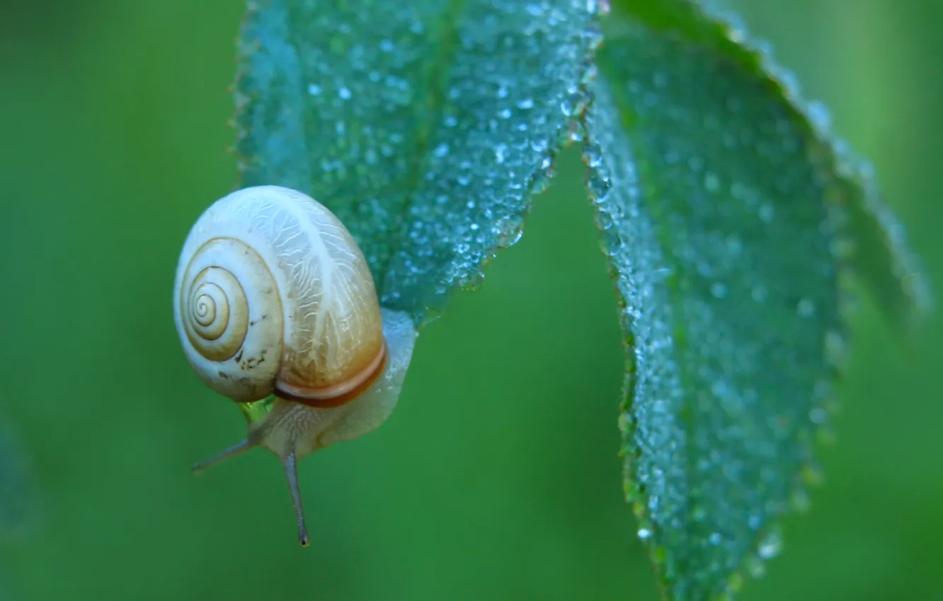 Photo wallpaper leaf, shell, snail