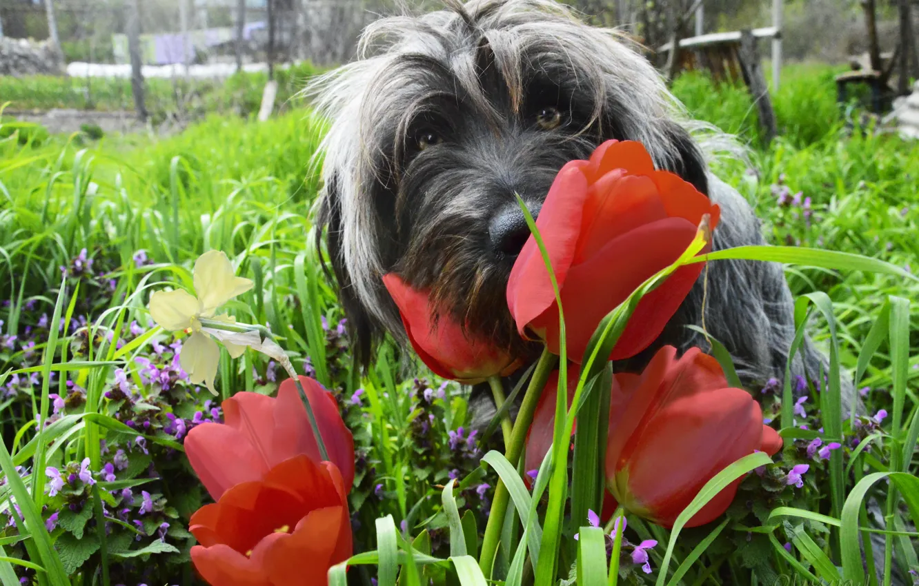 Photo wallpaper grass, flowers, bright, dog, spring, tulips