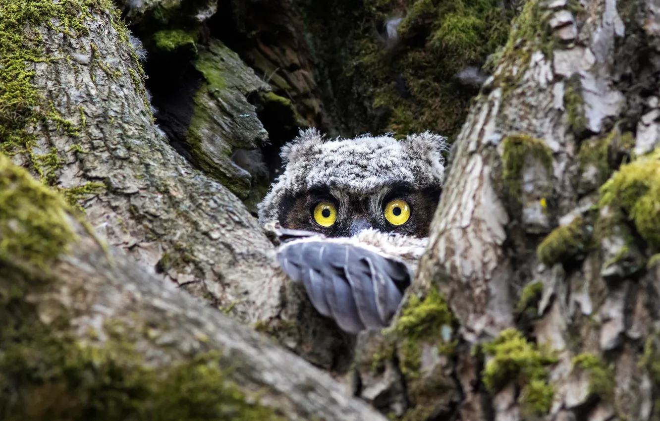 Photo wallpaper look, trees, owl, bird, Peeps, the hollow, owlet
