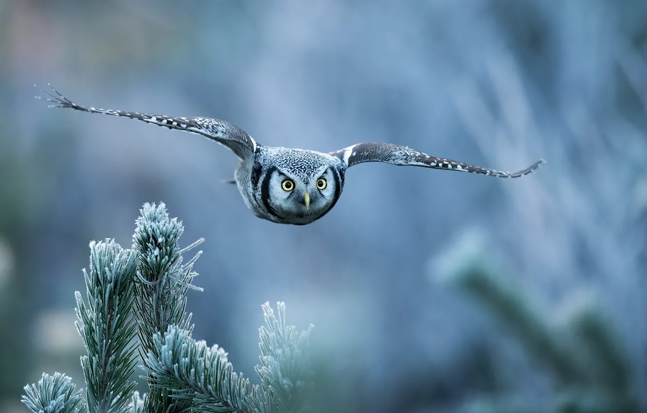 Photo wallpaper look, flight, branches, nature, owl, bird, needles, bokeh