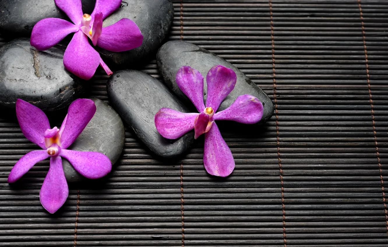 Photo wallpaper flowers, stones, black, flowers, Spa, stones, purple, bamboo