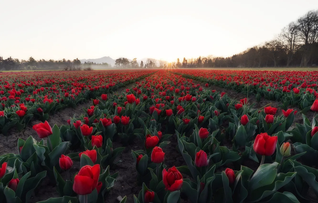 Photo wallpaper field, the sky, trees, flowers, red, spring, dal, morning