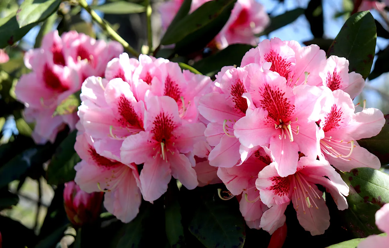 Photo wallpaper leaves, light, flowers, branches, Bush, spring, pink, flowering