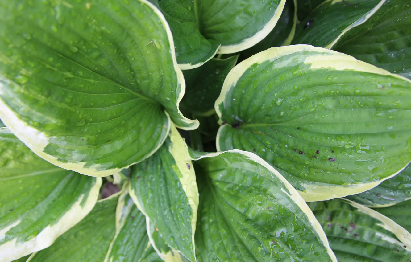 Photo wallpaper greens, drops, macro, flowers, Rosa, host, my photo