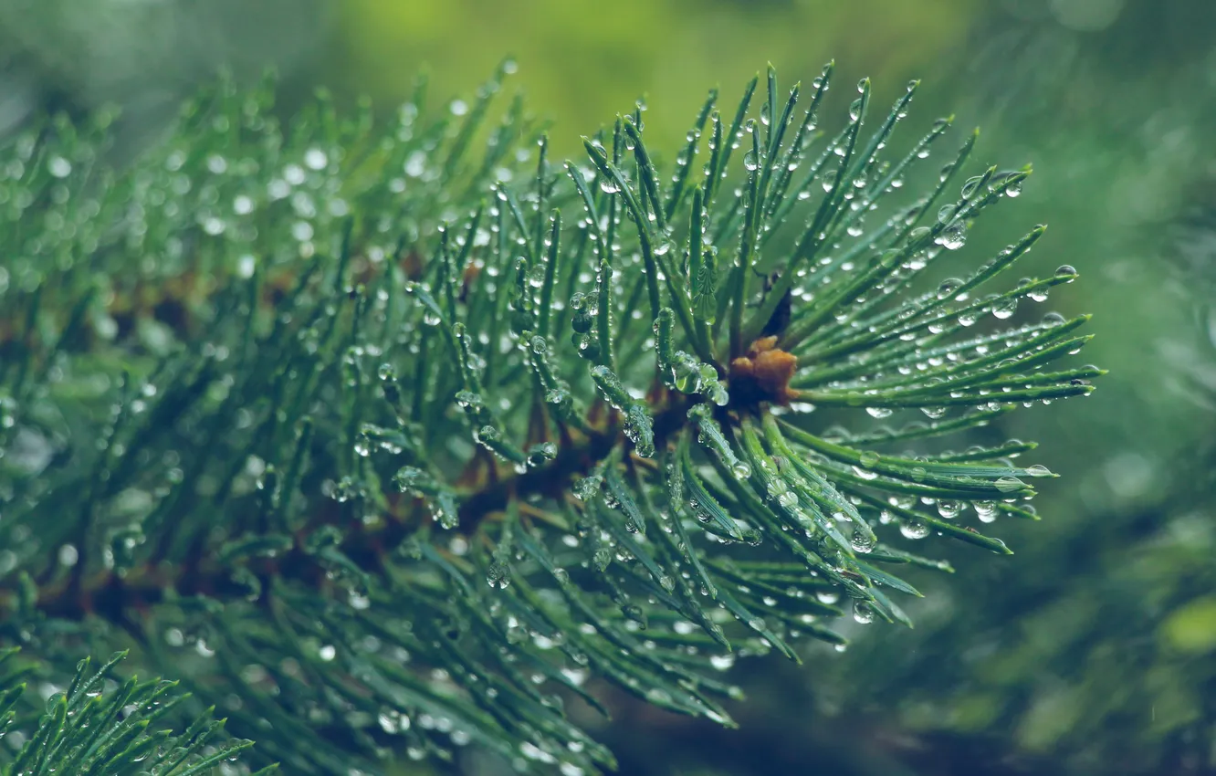 Photo wallpaper water, drops, pine, twig