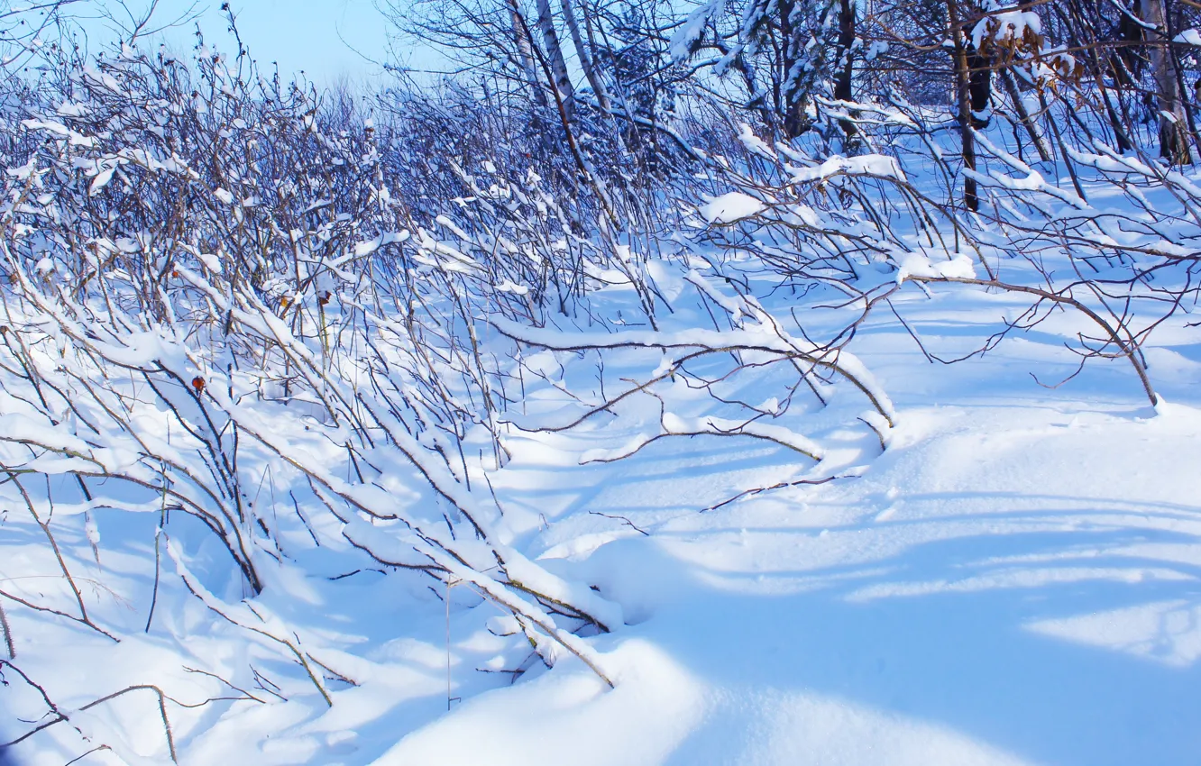 Photo wallpaper white, field, park, winter, snow