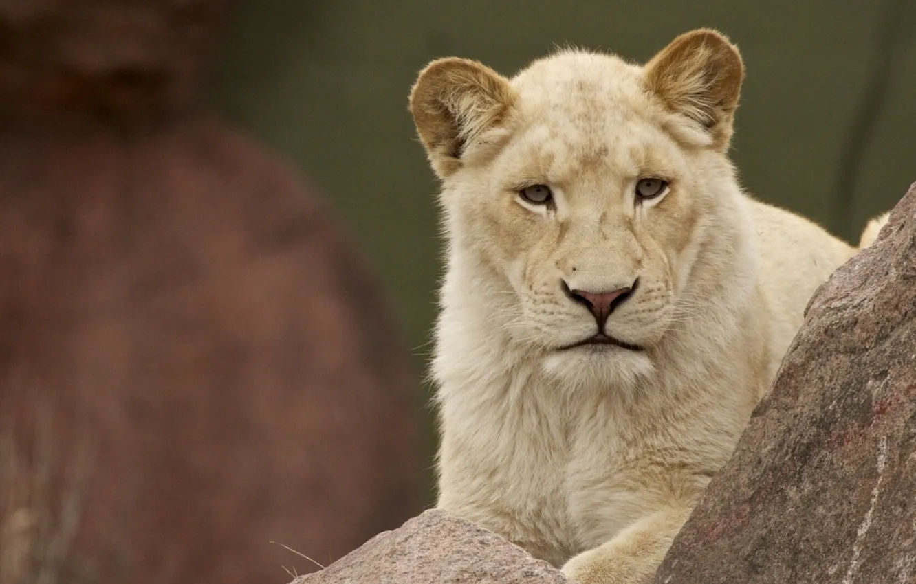 Photo wallpaper stones, Leo, lioness