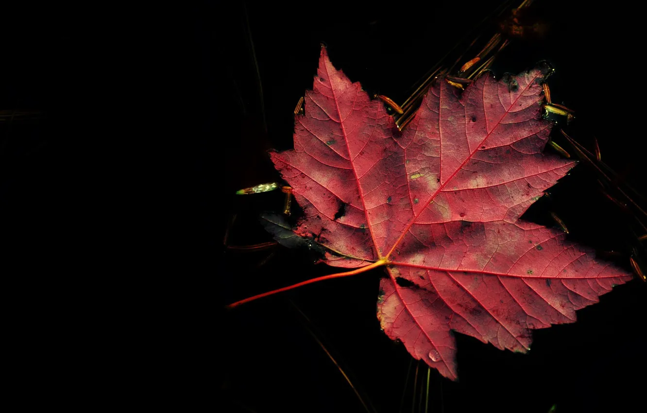 Photo wallpaper autumn, nature, background, black, leaf