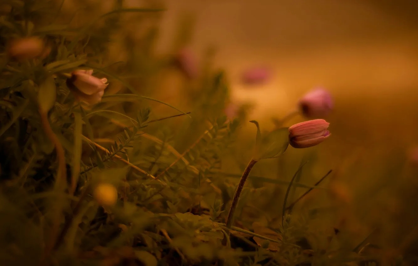 Photo wallpaper macro, flowers, bokeh