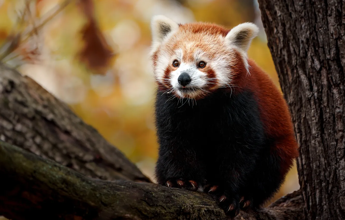 Photo wallpaper trees, red Panda, face, red Panda