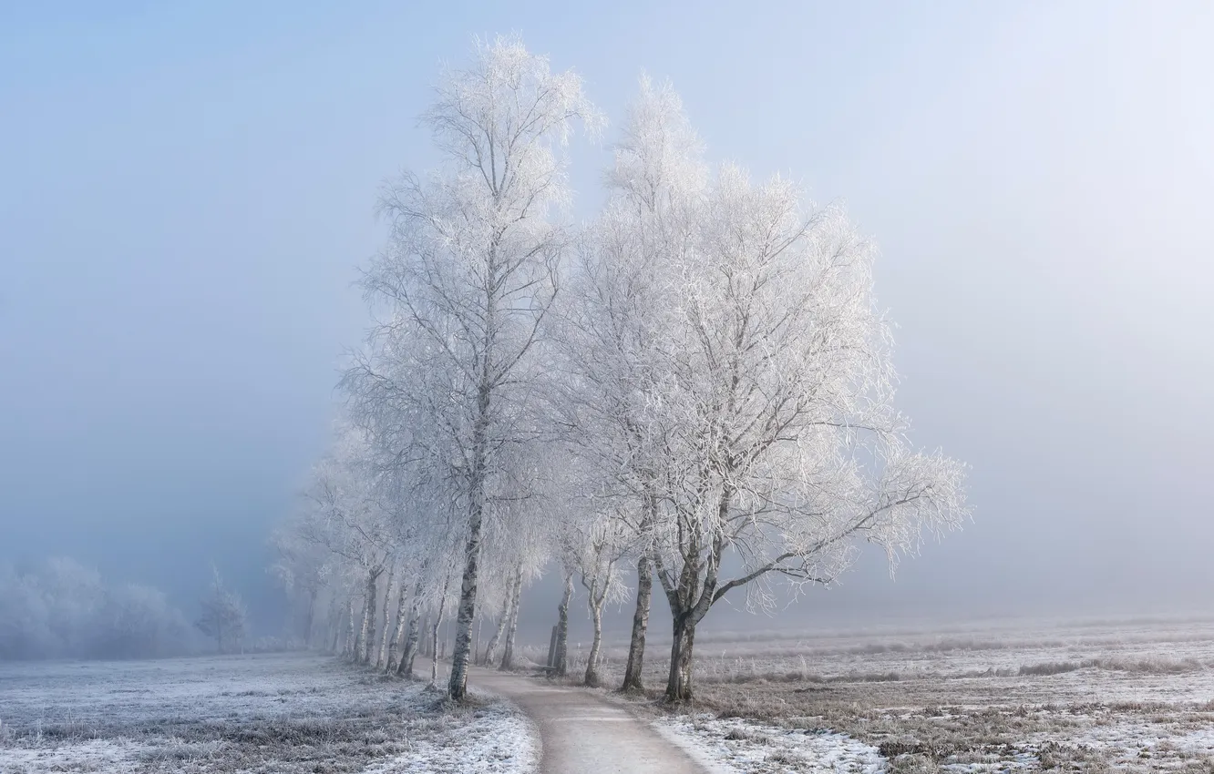 Photo wallpaper winter, frost, road, fog, birch