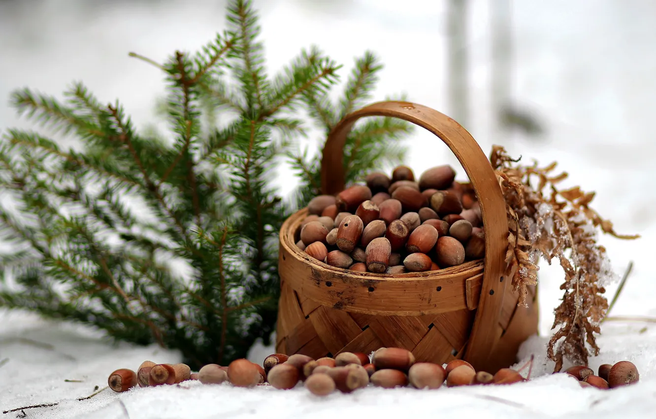Photo wallpaper winter, forest, nature, spruce, frost, walk, nuts, basket
