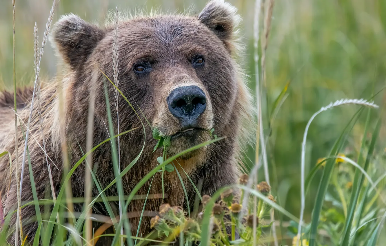 Photo wallpaper grass, look, face, bear, Grizzly