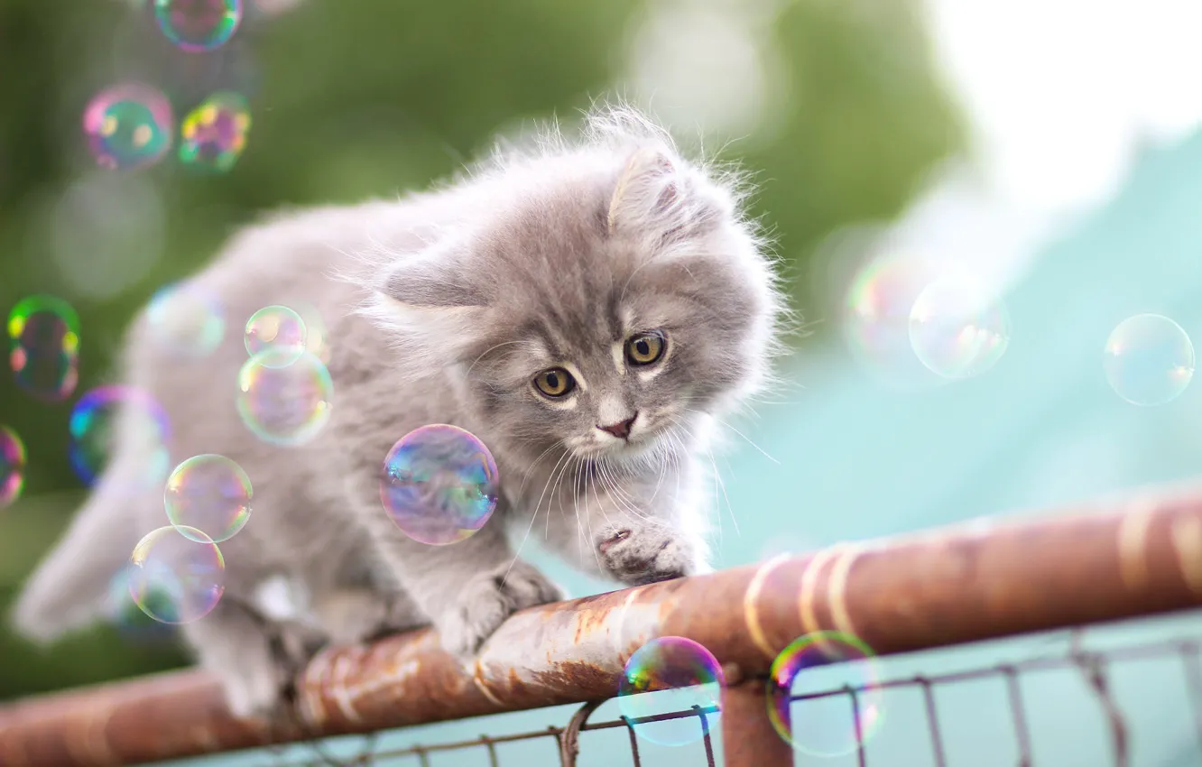 Photo wallpaper cat, grey, the fence, fluffy, pipe, the fence, bubbles, walk