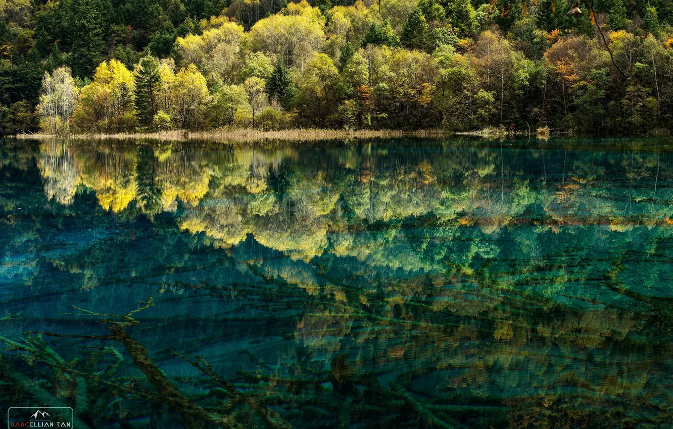 Photo wallpaper forest, water, trees, nature, lake, the bottom, clean