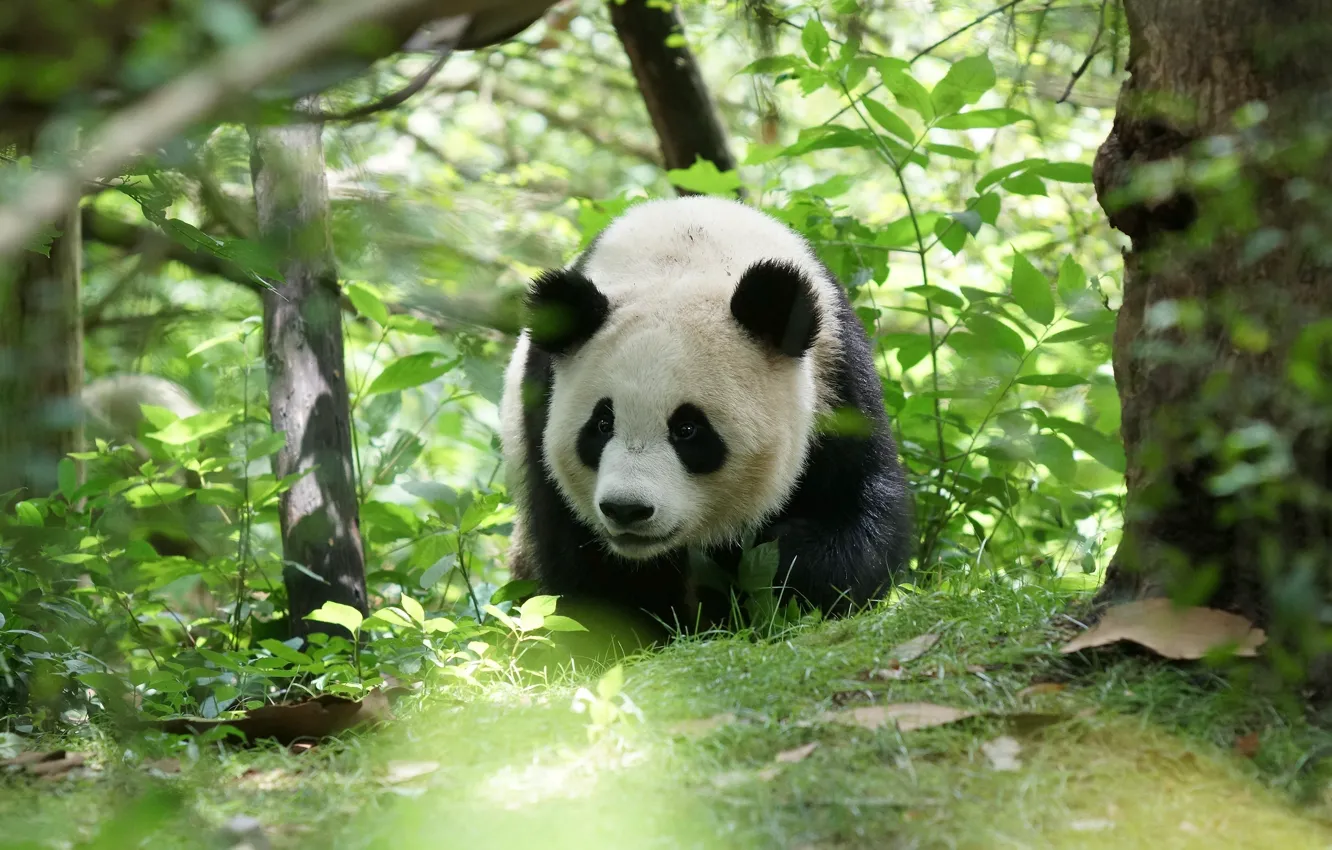 Photo wallpaper face, leaves, nature, pose, thickets, bear, Panda, bear