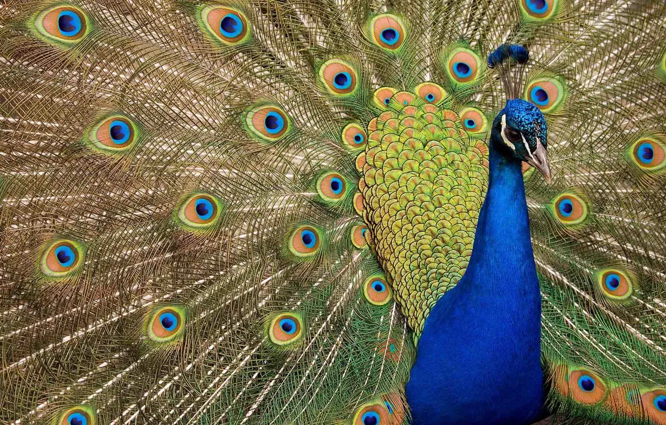 Photo wallpaper bird, feathers, fan, peacock
